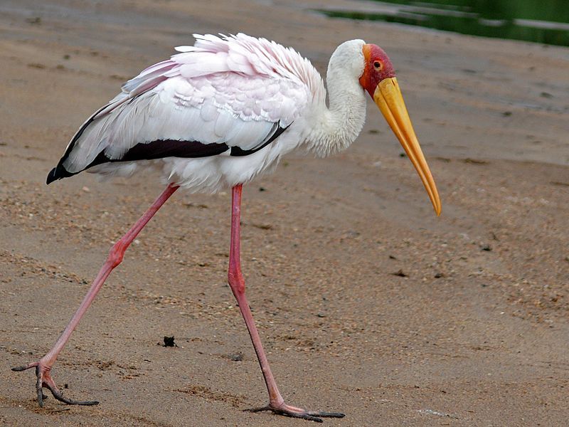 Yellow-billed_stork__1