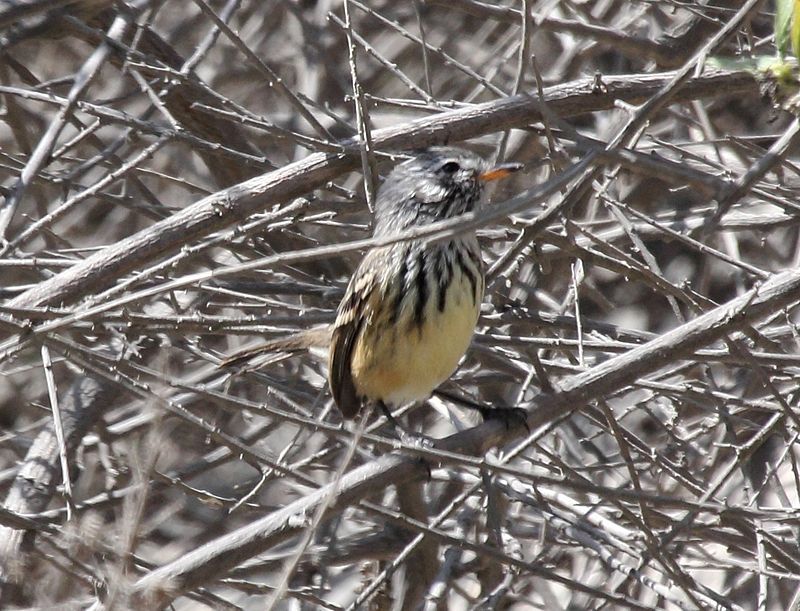 Yellow-billed_tit-tyrant__25