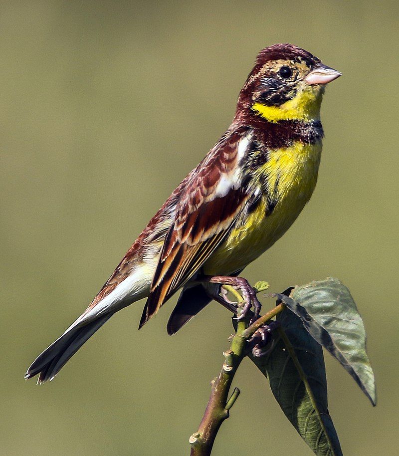 Yellow-breasted_bunting__10