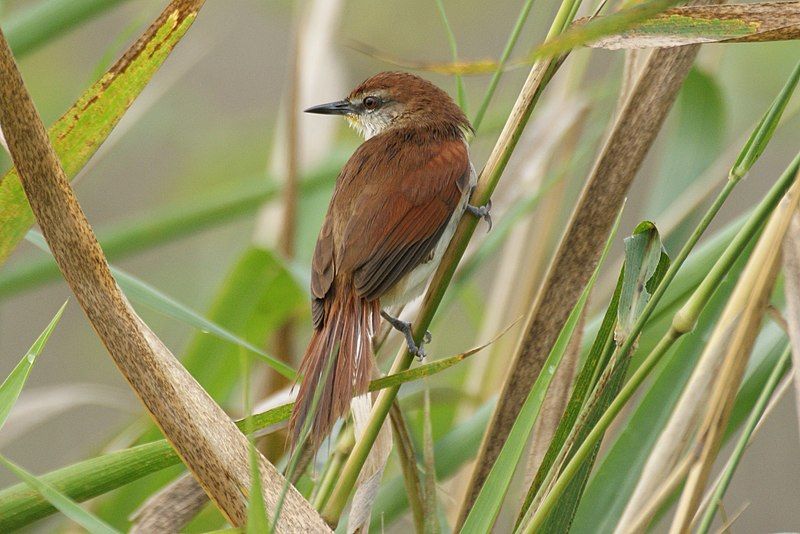 Yellow-chinned_spinetail__19