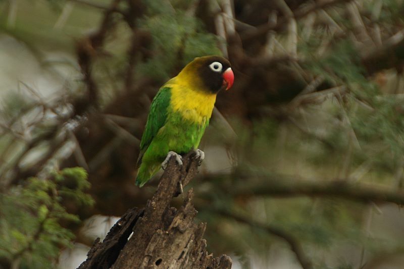 Yellow-collared_lovebird__15