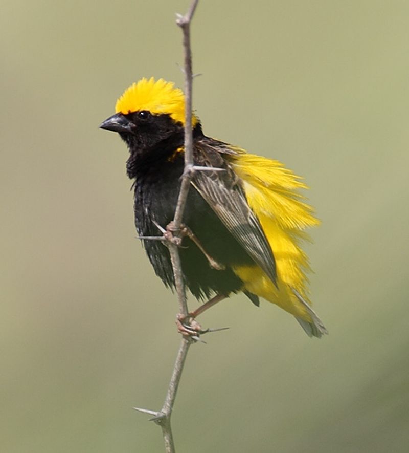 Yellow-crowned_bishop__36