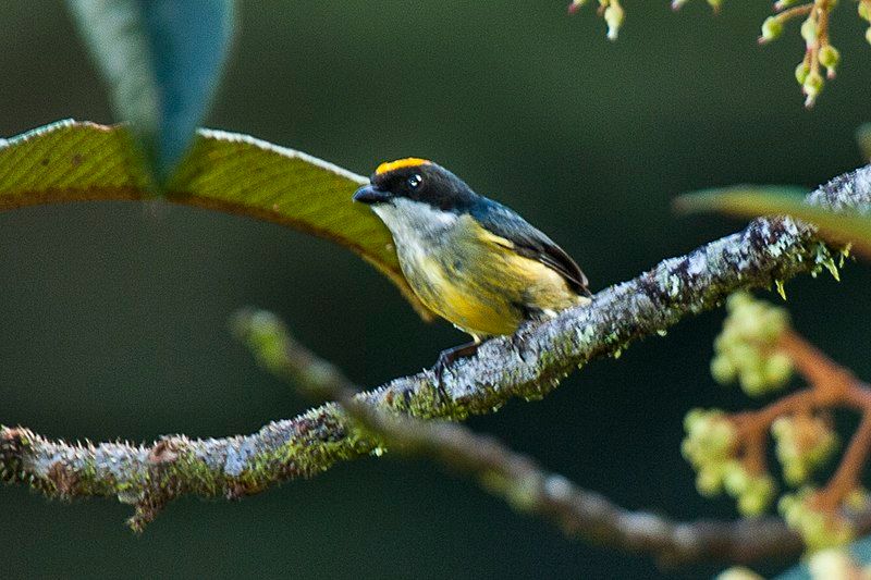 Yellow-crowned_flowerpecker__7