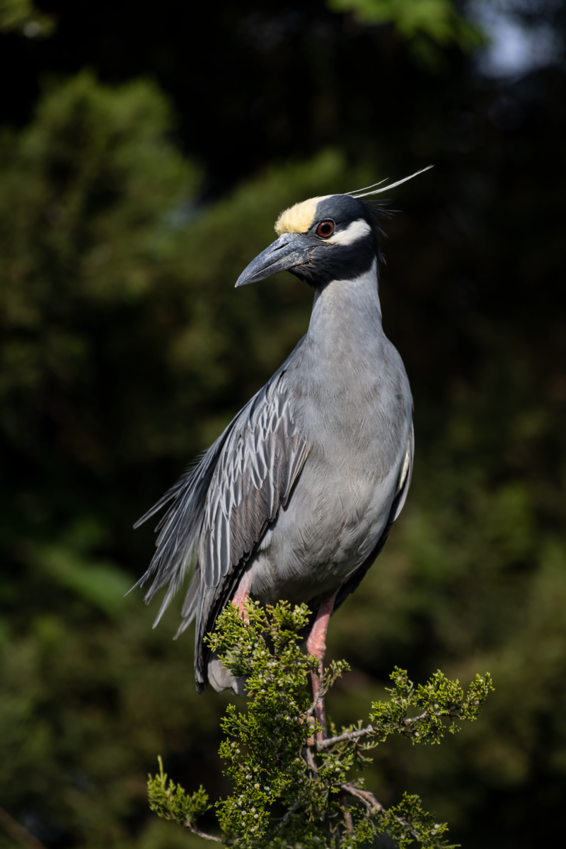 Yellow-crowned_night_heron__12