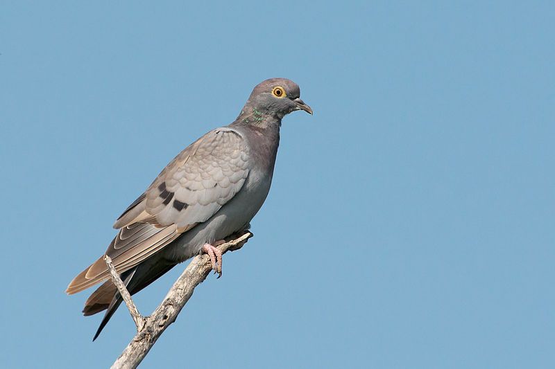 Yellow-eyed_pigeon__11