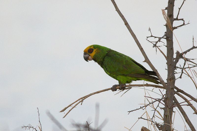 Yellow-fronted_parrot__17