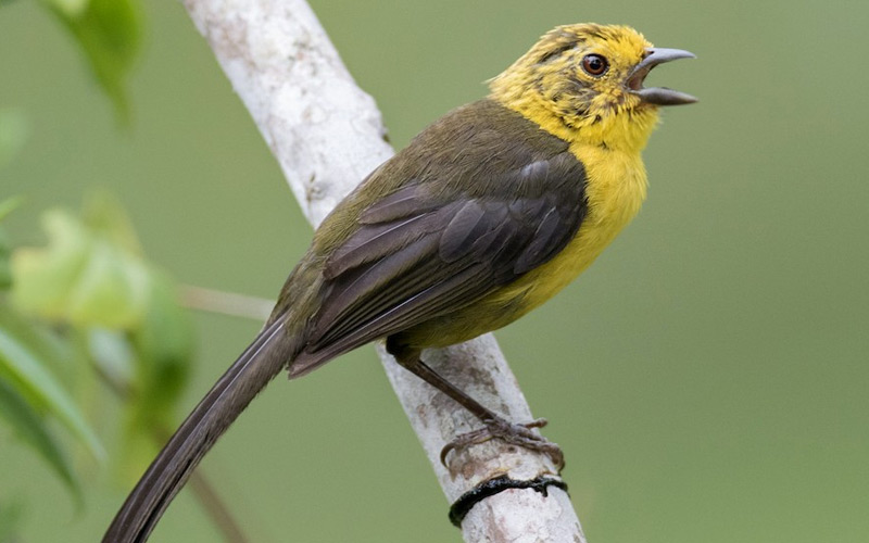 Yellow-headed Brushfinch