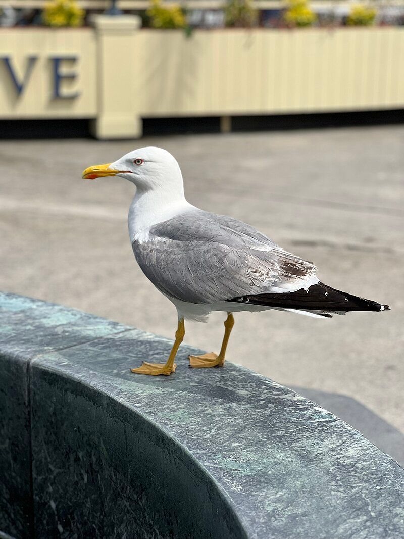 Yellow-legged_gull__2