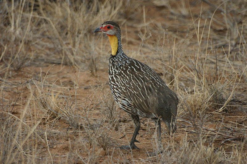 Yellow-necked_spurfowl__11