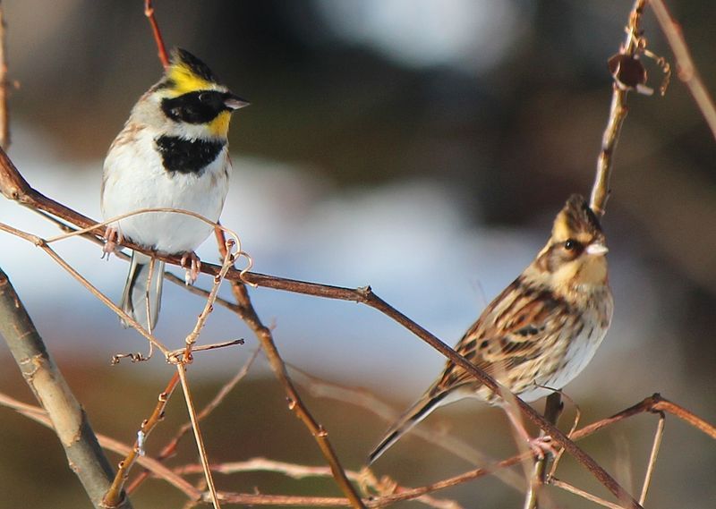 Yellow-throated_bunting__15