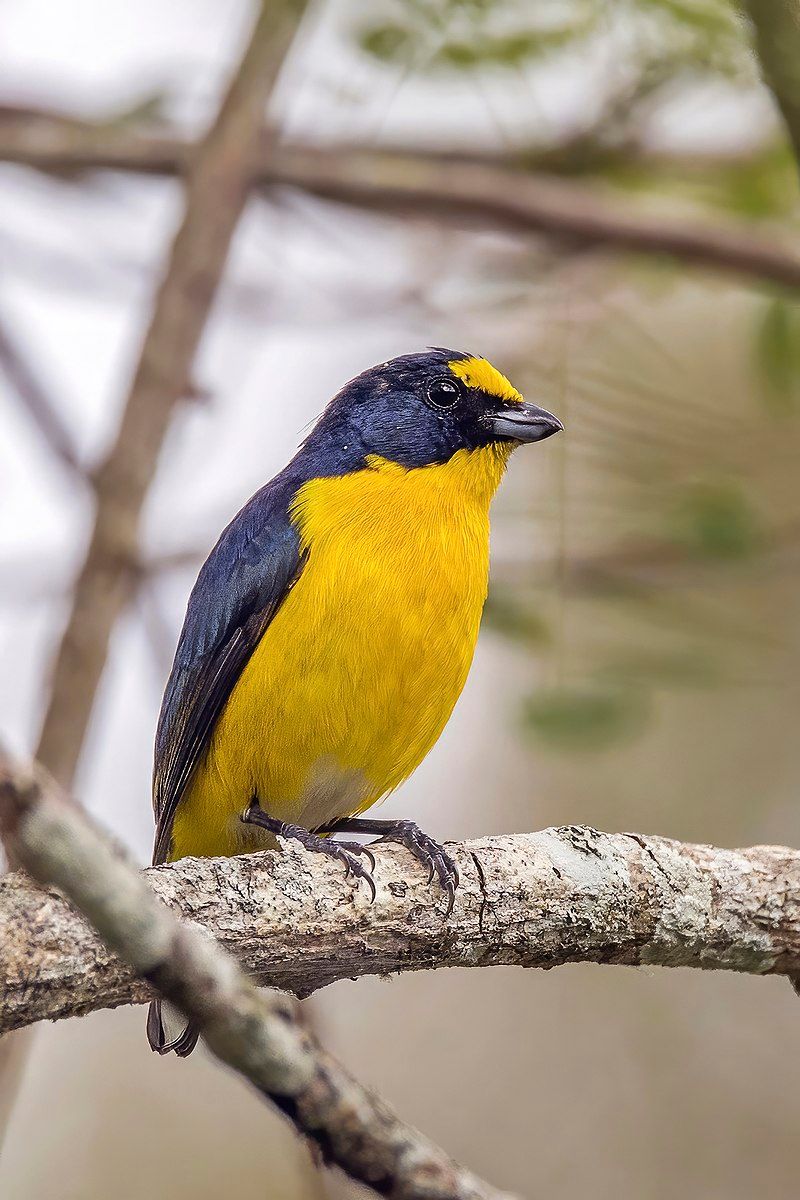 Yellow-throated_euphonia__6