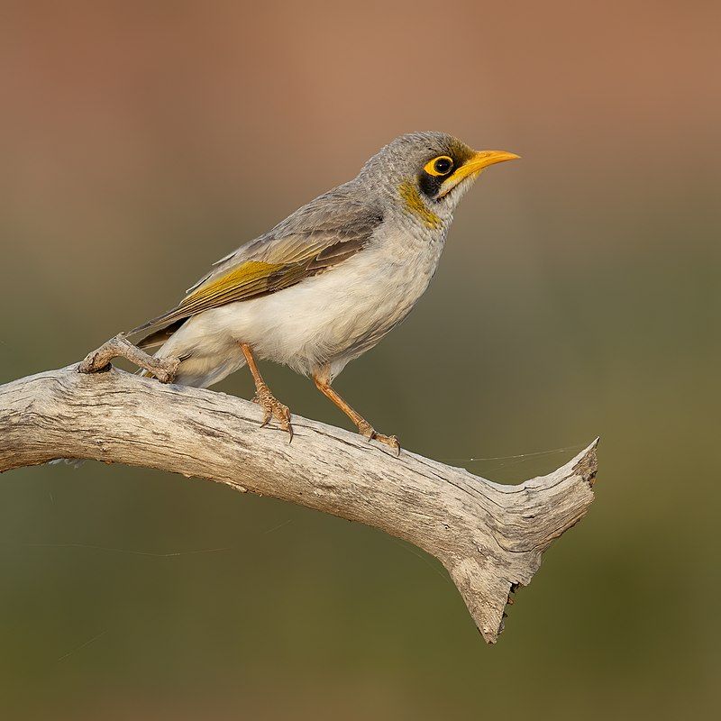 Yellow-throated_miner__28