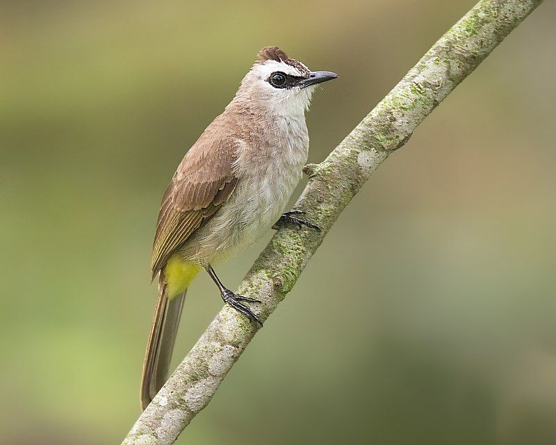 Yellow-vented_bulbul__22