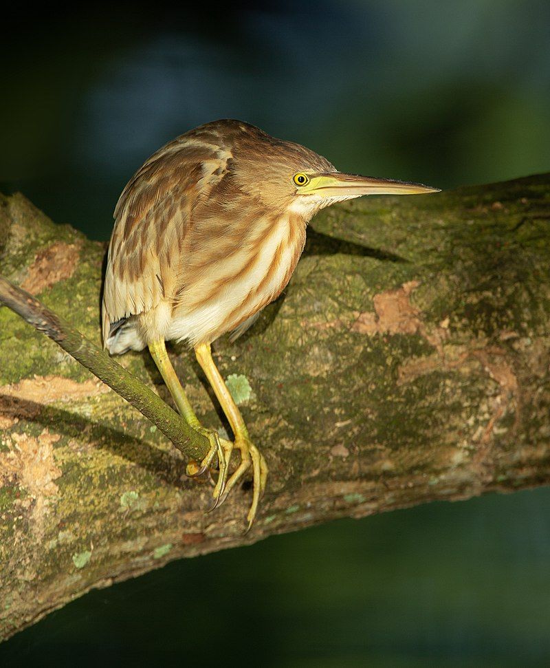 Yellow_bittern__13