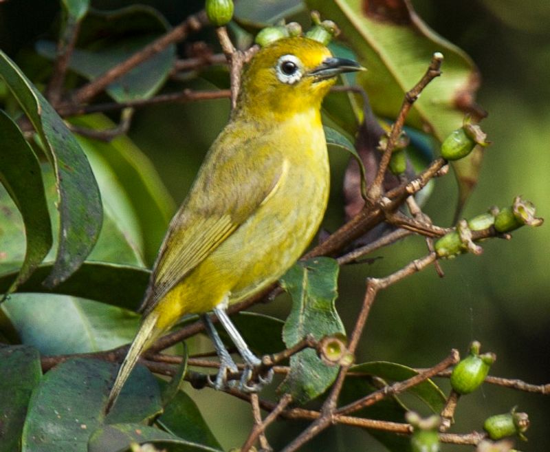 Yellowish_white-eye__3