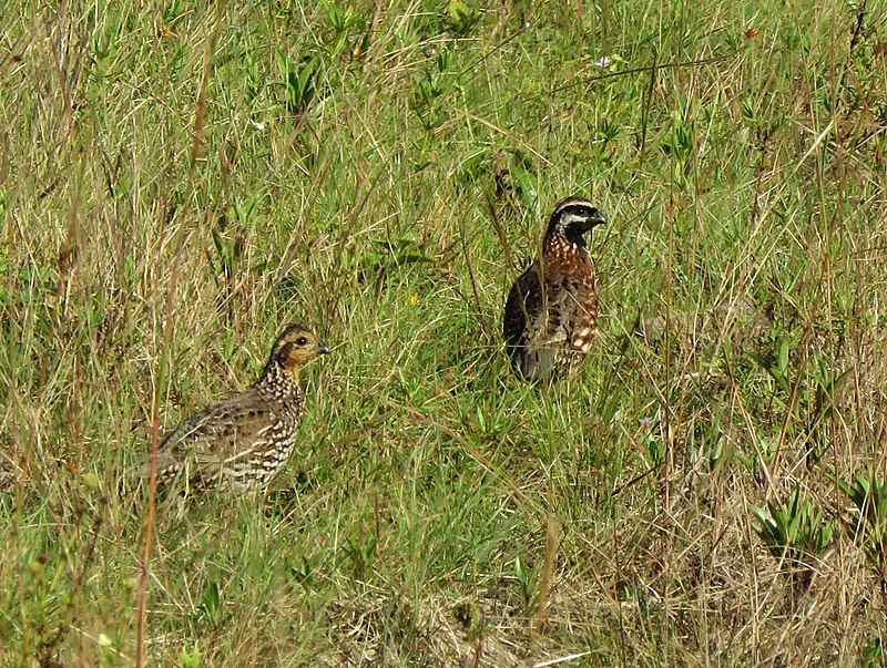 Yucatan_bobwhite__10