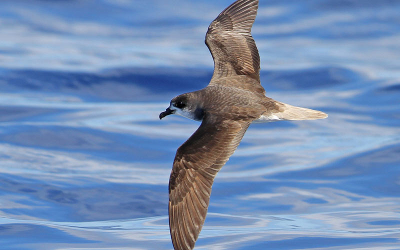 Zino's Petrel