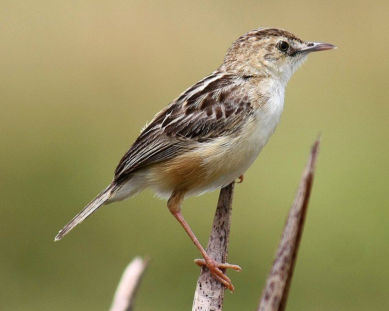 Zitting_cisticola__22