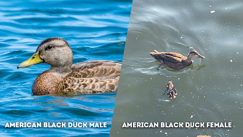american black duck male vs female