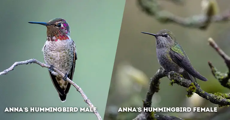 anna's hummingbird male vs female