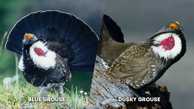 blue grouse vs dusky grouse