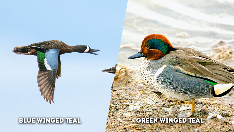 blue winged teal vs green winged teal