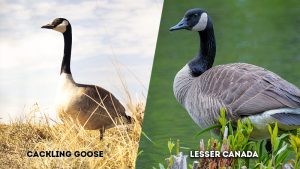Cackling Goose vs Lesser Canada Goose: Differentiating Similar