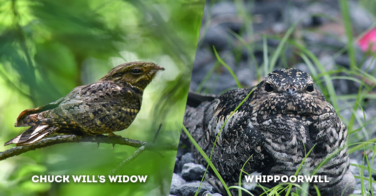 chuck will's widow vs whippoorwill
