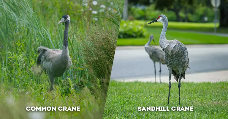 common crane vs sandhill crane