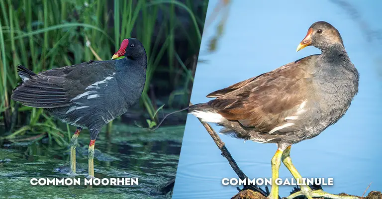common moorhen vs common gallinule