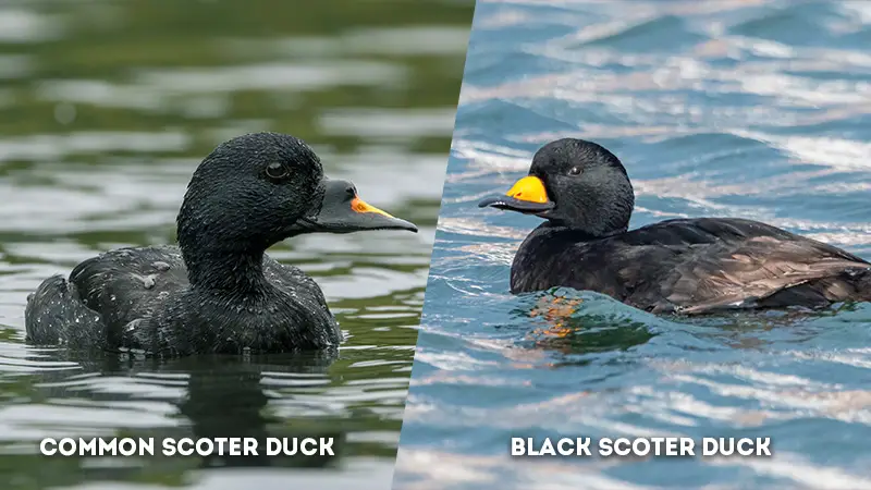 common scoter vs black scoter