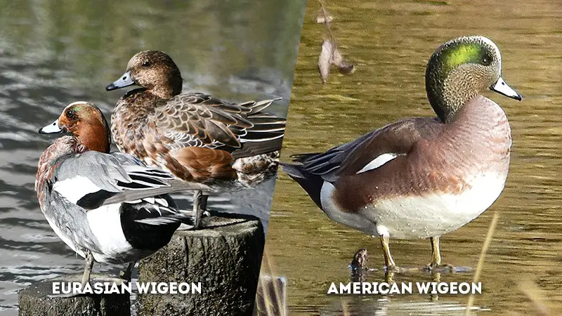 eurasian wigeon vs american wigeon