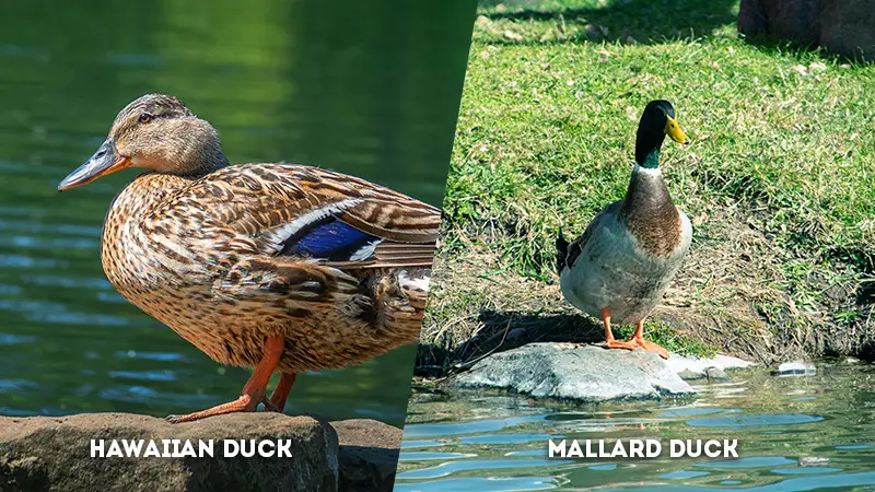 hawaiian duck vs mallard