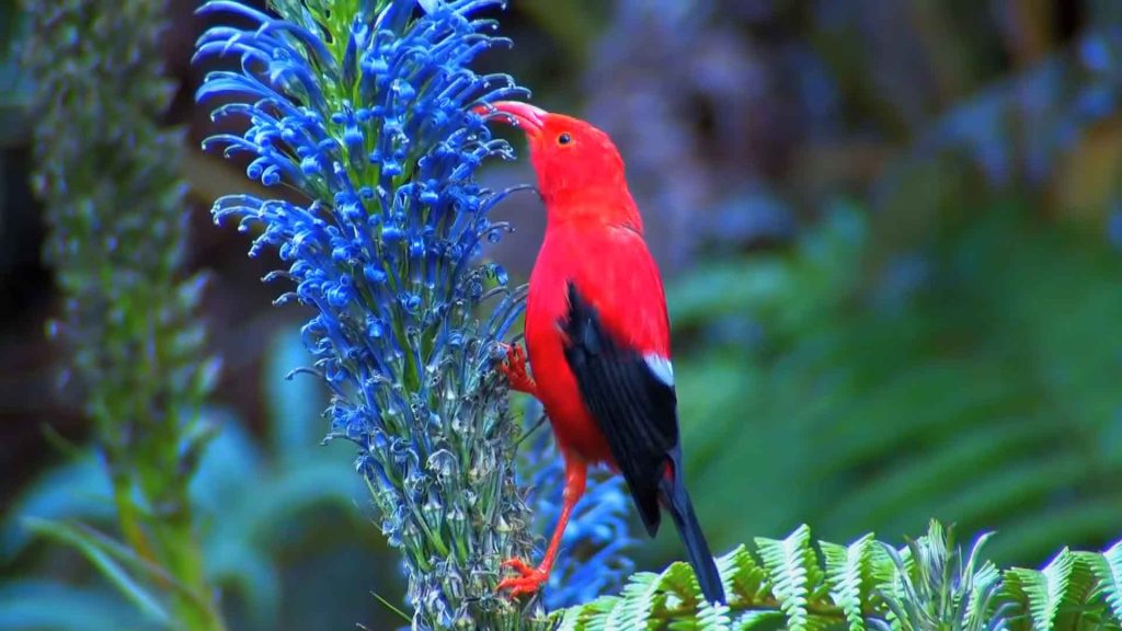 hawaiian honeycreeper