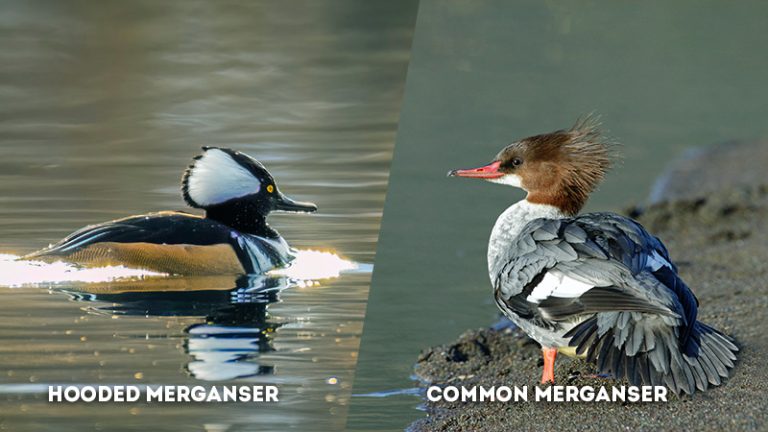 Hooded Merganser Vs Common Merganser: a Comparative Analysis of ...