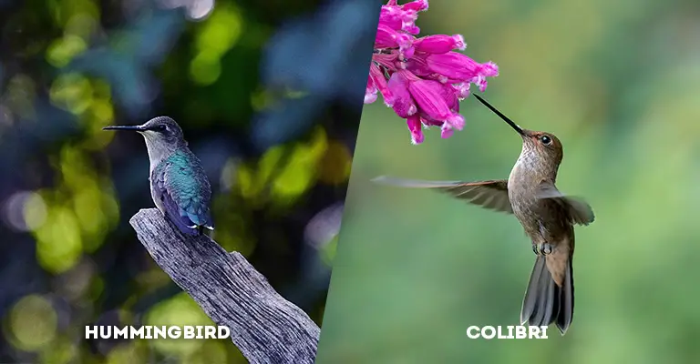 hummingbird vs colibri