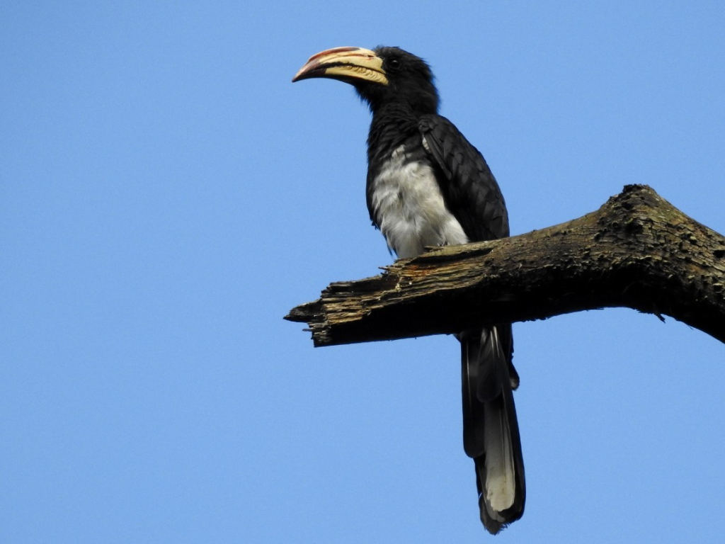 Congo Pied Hornbill