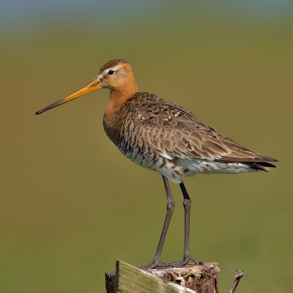 Godwits