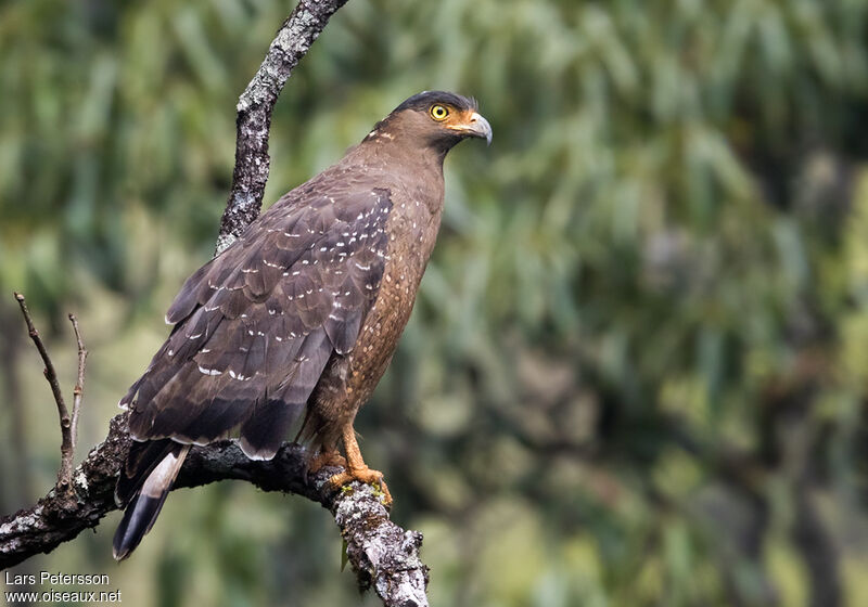 Madagascar serpent eagle