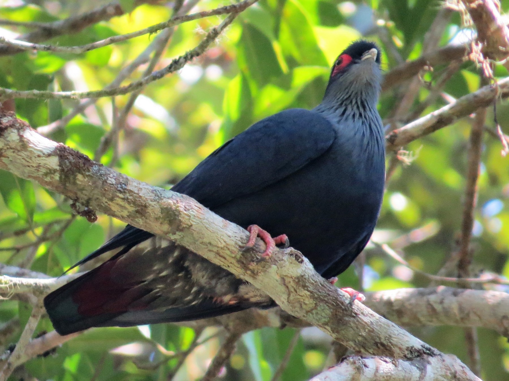 Madagascar Blue Pigeon