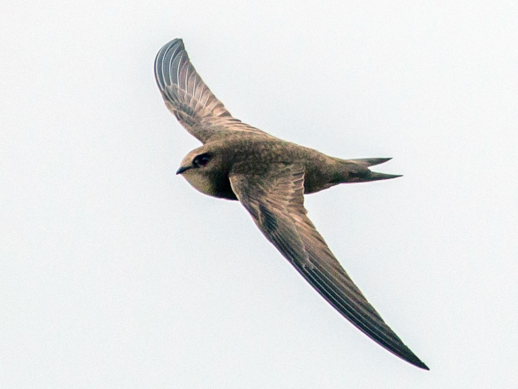 Pallid swift