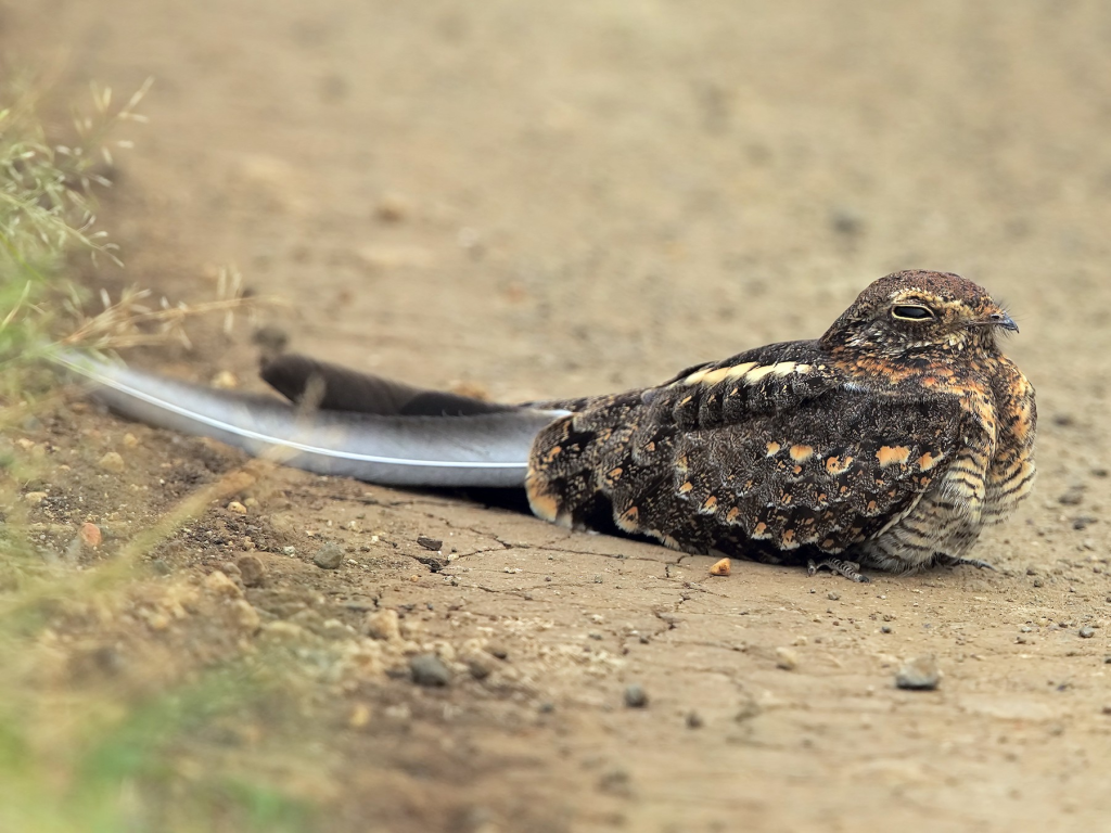  Pennant-winged Nightjar