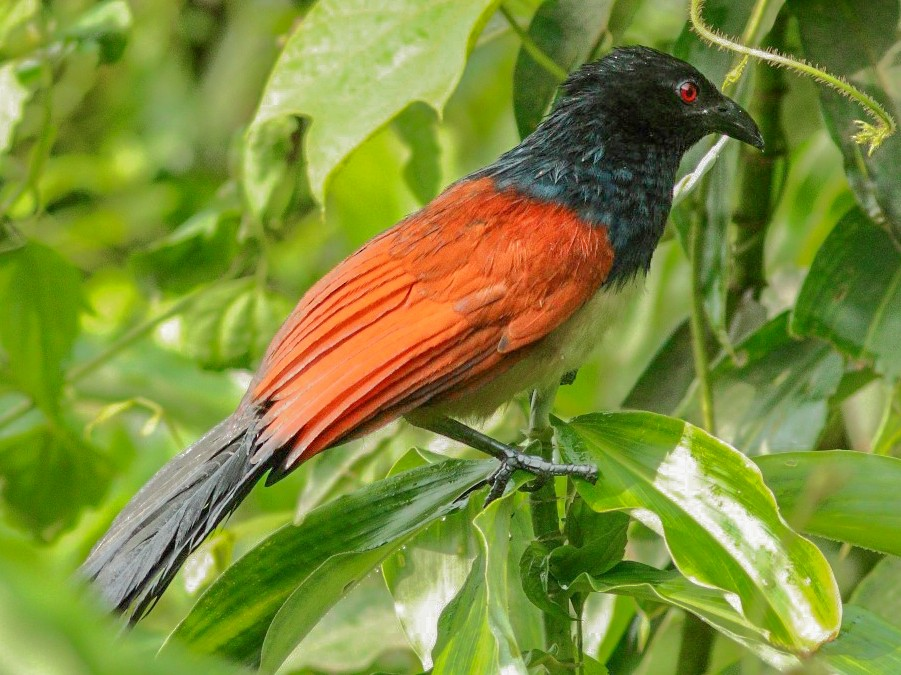 Black-throated Coucal