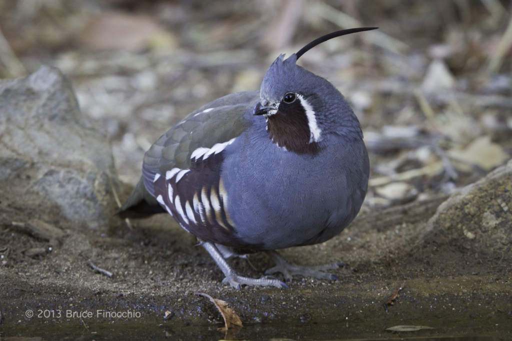 Blue Quail