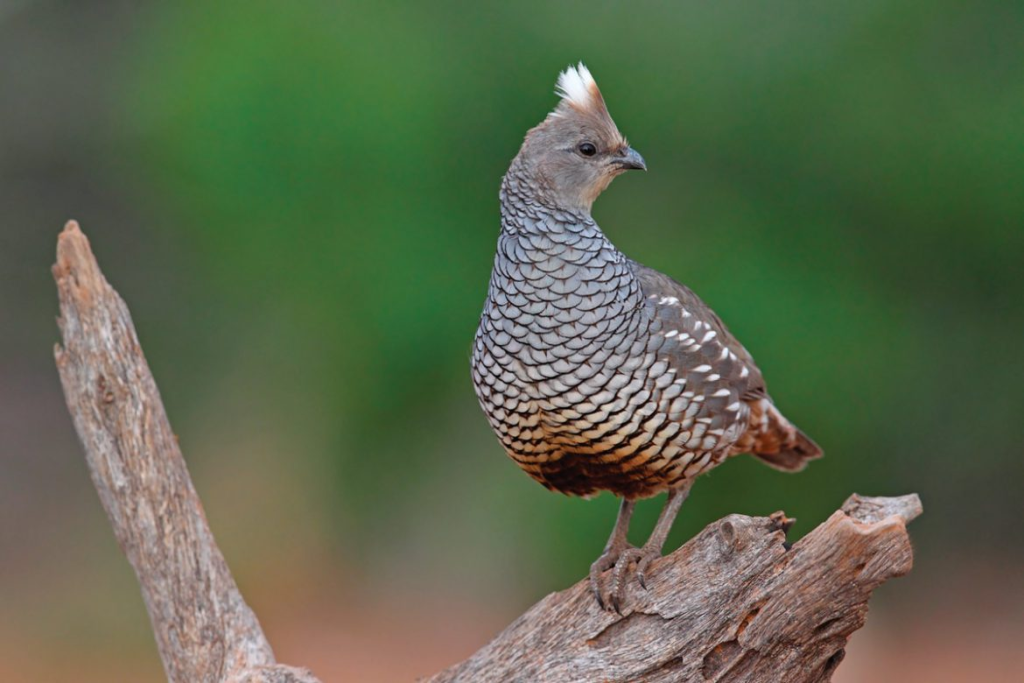 Blue Quail