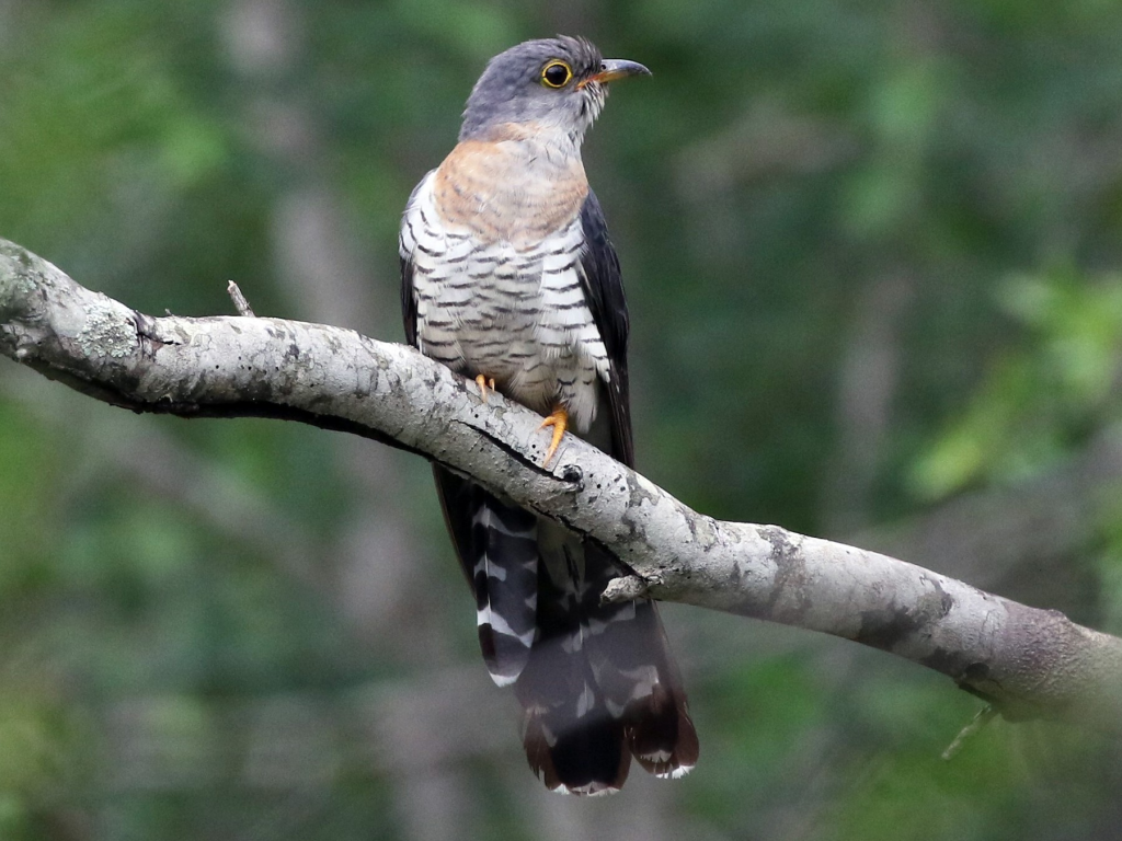 Red-chested Cuckoo