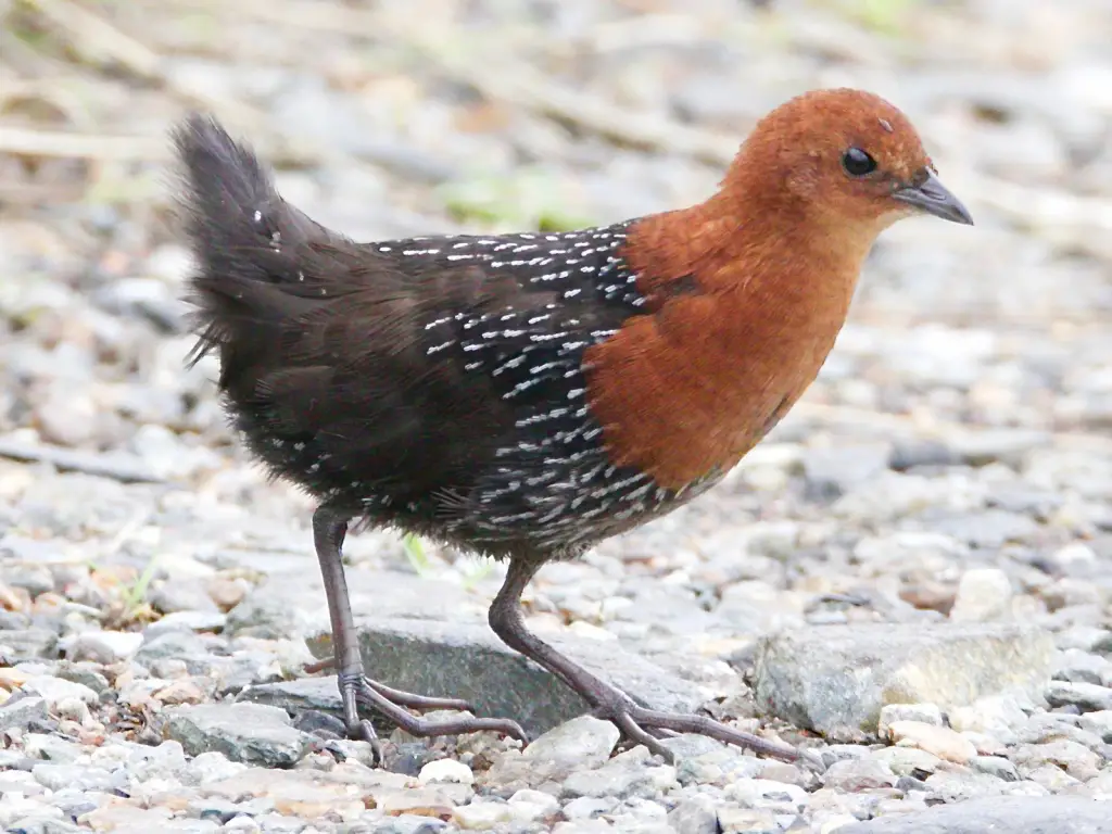 Red-chested Flufftail