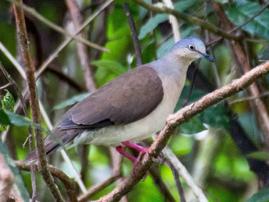 Gray-headed Dove