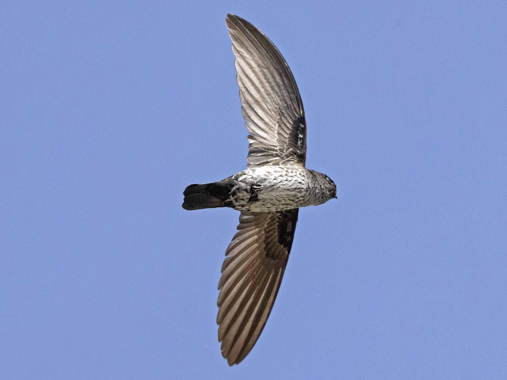 Grey-rumped Swift