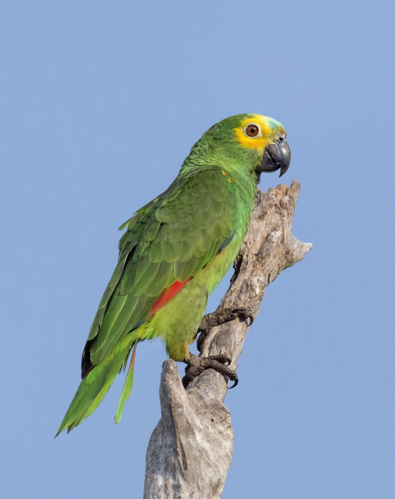 Blue-fronted Amazon